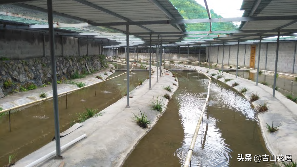 浙江丽水市石蛙养殖产业发展现状、问题与对策