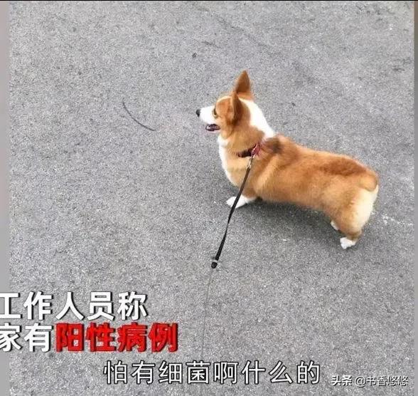 上海一柯基犬被拖路边扑杀，主人情绪崩溃，多次追问相关人员