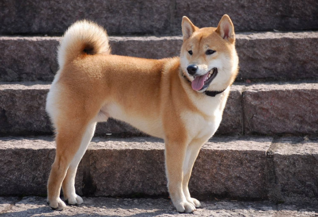 世界10大对主人最忠诚的狗，秋田和金毛领衔，中华田园犬也上榜