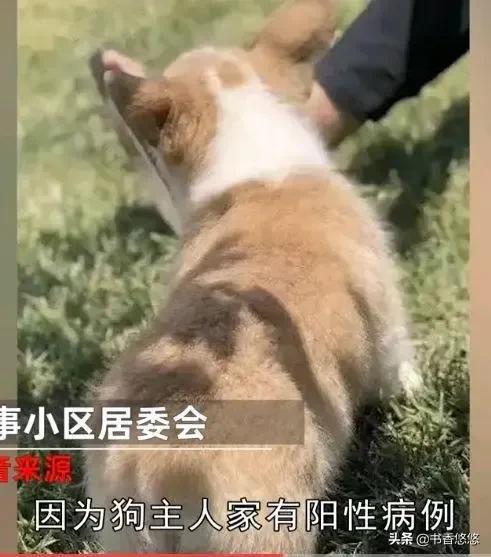 上海一柯基犬被拖路边扑杀，主人情绪崩溃，多次追问相关人员